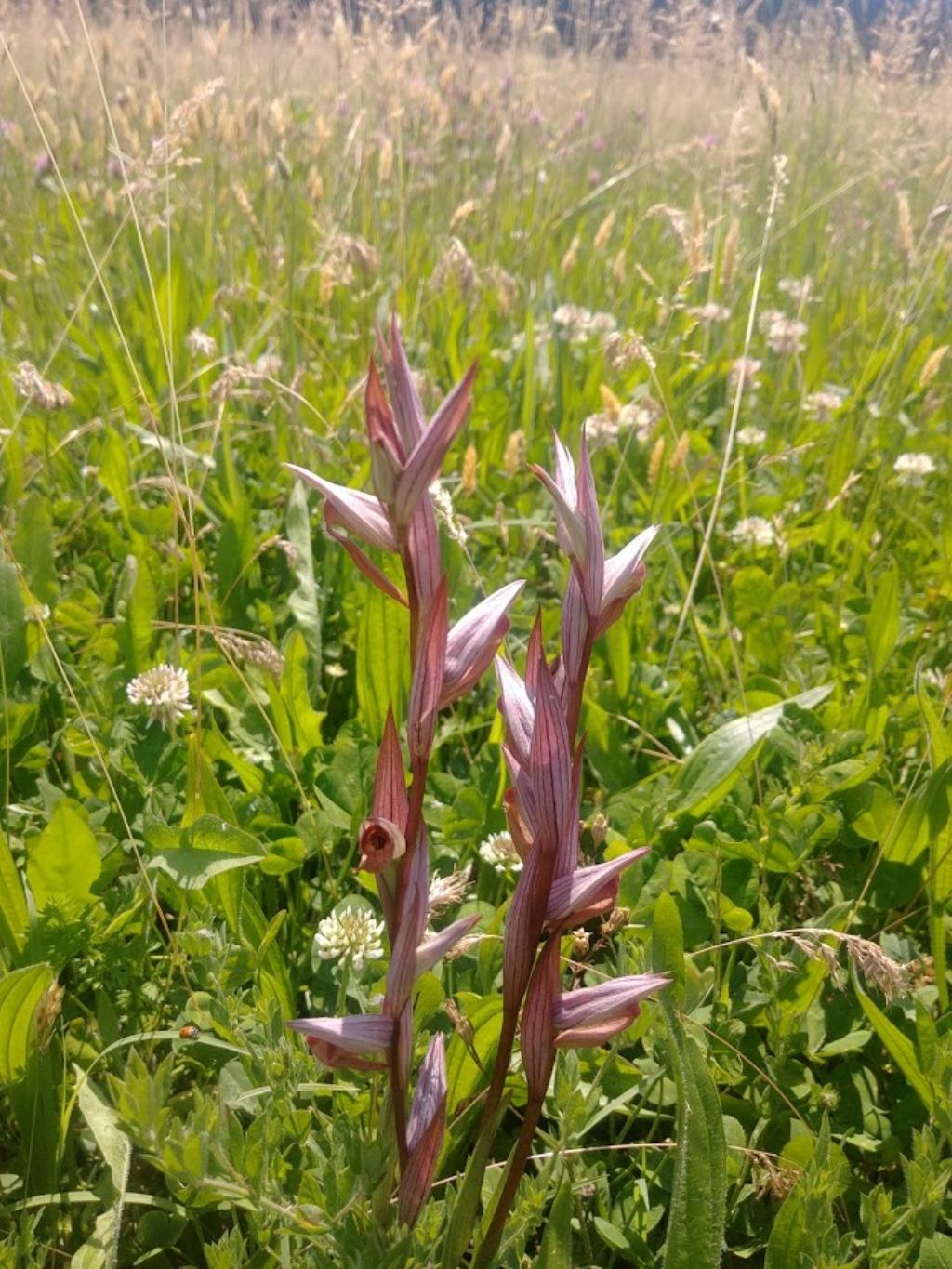 Orchidee Poggi di Monte